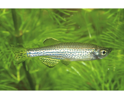 Leopardenbärbling Danio rerio in einem bepflanzten Aquarium.