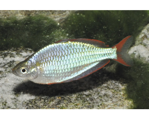 Fisch Neonregenbogenfisch - Melanotaenia praecox Diamant-Regenbogenfisch Melanotaenia praecox mit bläulich schimmernden Schuppen und rötlichen Flossen in einem Aquarium.