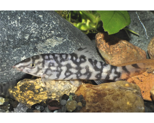 Netzschmerle Botia almorhae Zierfisch im Aquarium über Steinen.