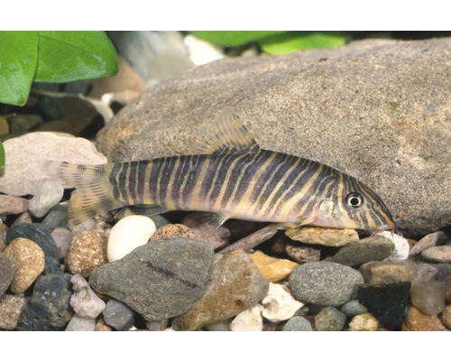 Fisch Streifenschmerle - Botia striata Zebraschmerle mit vertikalem Streifenmuster auf Kiesboden in einem Aquarium.