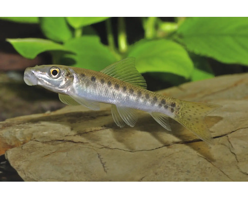 Saugschmerle mit dunklen Punkten auf silbrigem Körper schwimmt im Aquarium über einem Stein vor grünen Pflanzen.