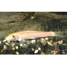 Goldene Saugschmerle Gyrinocheilus aymonieri am Aquarium op Kiesbuedem virun enger Steemauer.