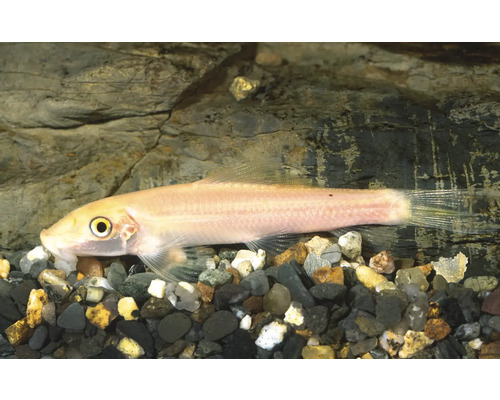 Goldene Saugschmerle Gyrinocheilus aymonieri am Aquarium op Kiesbuedem virun enger Steemauer.