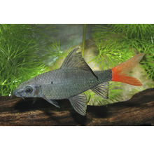 Poisson d'aquarium Labeo bicolore avec un corps noir et une nageoire caudale rouge.