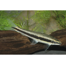 Siamensis Algenfresser (Crossocheilus oblongus) im Aquarium, schwimmend über einer Wurzel in einer Umgebung mit feinblättrigen grünen Wasserpflanzen.