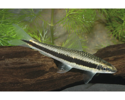 Fisch Siamesische Rüsselbarbe - Crossocheilus oblongus Siamensis Algenfresser (Crossocheilus oblongus) im Aquarium, schwimmend über einer Wurzel in einer Umgebung mit feinblättrigen grünen Wasserpflanzen.
