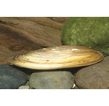 Moule d'étang sur des galets de rivière dans un aquarium à côté d'une racine et d'une boule de mousse.