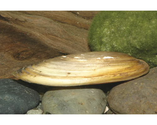 Moule d'étang sur des galets de rivière dans un aquarium à côté d'une racine et d'une boule de mousse.