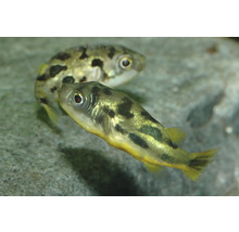 Erbsenkugelfisch Carinotetraodon travancoricus, kleiner Süßwasserzierfisch mit dunklen Flecken für das Aquarium.