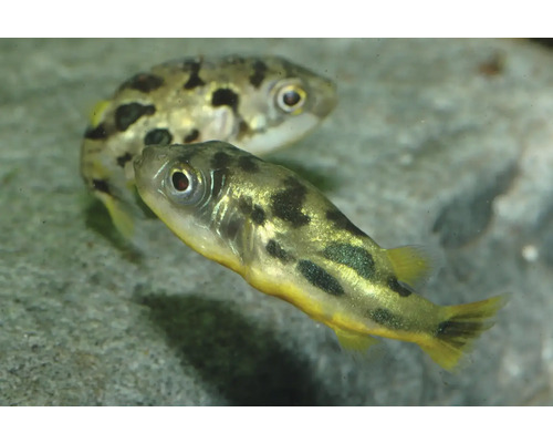 Fisch Leopard Zwergkugelfisch - Carinotetraodon travancoricus Erbsenkugelfisch Carinotetraodon travancoricus, kleiner Süßwasserzierfisch mit dunklen Flecken für das Aquarium.
