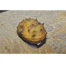 Geweihschnecke mit Stacheln auf einem Stein im Aquarium.