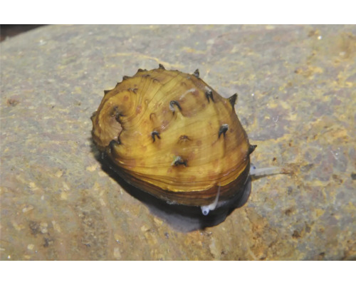 Geweihschnecke mit Stacheln auf einem Stein im Aquarium.