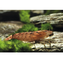 Une crevette naine tachetée de brun rouge sur une pierre recouverte de mousse dans un aquarium.