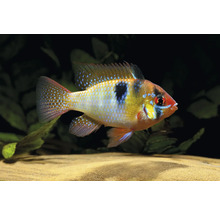 Cichlidé papillon Microgeophagus ramirezi avec des points bleus brillants et une tache noire latérale dans un aquarium.