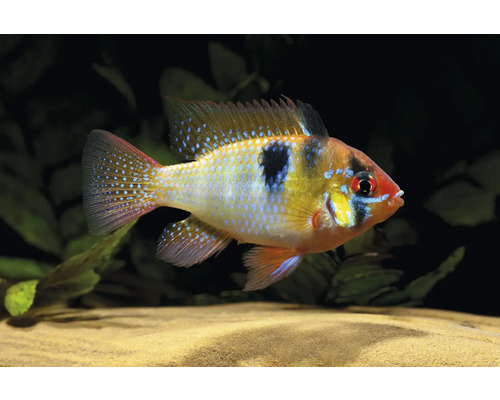Fisch Schmetterlingsbarsch - Mikrogeophagus ramirezi Schmetterlingsbuntbarsch Microgeophagus ramirezi mit blau glänzenden Punkten und schwarzem Seitenfleck im Aquarium.