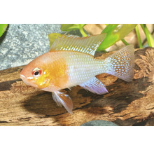 Cichlidé papillon doré Mikrogeophagus ramirezi dans un aquarium devant une racine en bois.