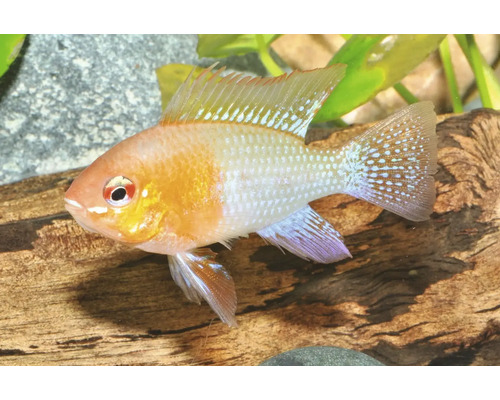 Fisch Schmetterlingsbuntbarsch gold - Microgeophagus ramirezi Goldener Schmetterlingsbuntbarsch Mikrogeophagus ramirezi in einem Aquarium vor einer Holzwurzel.