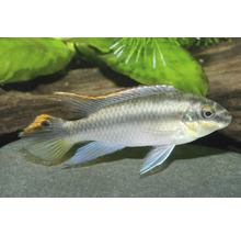 Purpurbuntbarsch Pelvicachromis pulcher, kleiner Aquarienfisch mit schimmernden Schuppen und farbigen Flossen in einem Aquarium.