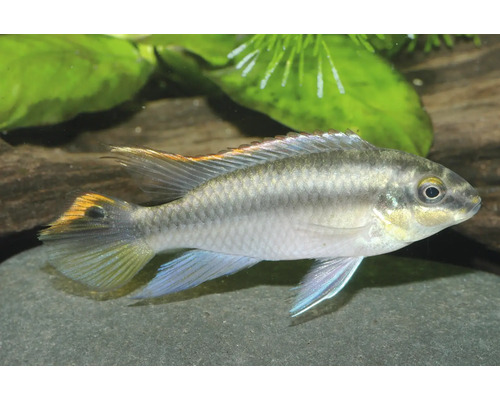 Fisch Purpurprachtbarsch - Pelvicachromis pulcher Purpurbuntbarsch Pelvicachromis pulcher, kleiner Aquarienfisch mit schimmernden Schuppen und farbigen Flossen in einem Aquarium.