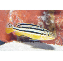 Melanochromis auratus, Türkisgoldbarsch, gelber Zierfisch mit schwarzen Längsstreifen, schwimmend in einem Aquarium über weißem Sand.