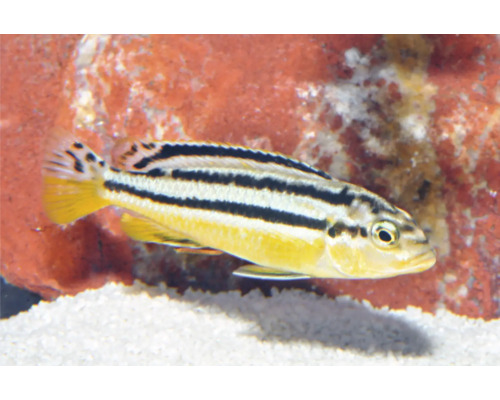 Melanochromis auratus, Türkisgoldbarsch, gelber Zierfisch mit schwarzen Längsstreifen, schwimmend in einem Aquarium über weißem Sand.