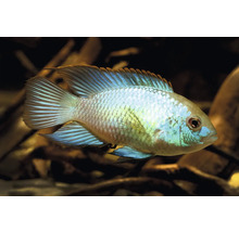 Acara bleu Andinoacara pulcher avec des écailles et des nageoires bleues chatoyantes.