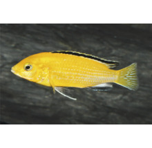 Gelber Maulbrüter Labidochromis caeruleus mit schwarzem Streifen auf der Rückenflosse für Aquarien.