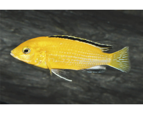 Gelber Maulbrüter Labidochromis caeruleus mit schwarzem Streifen auf der Rückenflosse für Aquarien.