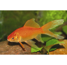 Poisson rouge comète avec de longues nageoires nageant dans un aquarium planté lumineux au-dessus d'une pierre.