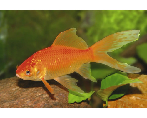 Goldfisch Kometenschweif mit langen Flossen schwimmend in einem hellen, bepflanzten Aquarium über einem Stein.