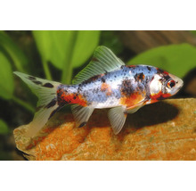 Poisson rouge Shubunkin avec motif calicot coloré dans un aquarium avec des plantes aquatiques.
