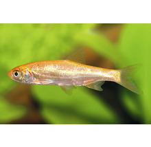 Goldorfe für den Gartenteich oder das Aquarium.