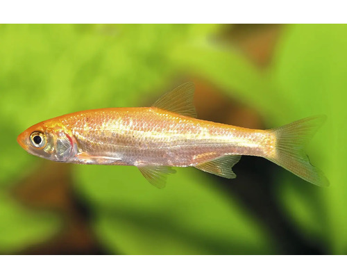 Fisch Goldorfe - Leuciscus idus Goldorfe für den Gartenteich oder das Aquarium.