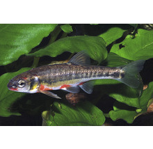 Elritze Phoxinus phoxinus schwimmt vor Wasserpflanzen im Aquarium oder Gartenteich.