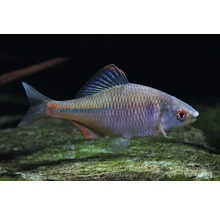 Bitterling Rhodeus amarus in einem Aquarium über einem Stein.