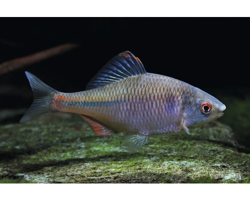Fisch Bitterling - Rhodeus sericeus Bitterling Rhodeus amarus in einem Aquarium über einem Stein.