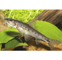 Gründling Gobio gobio im Aquarium vor einer Wasserpflanze.