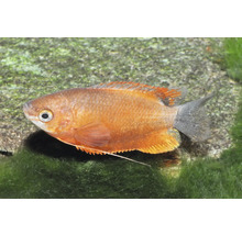 Gourami miel, Trichogaster chuna, poisson d aquarium orange avec nageoires pelviennes filiformes.