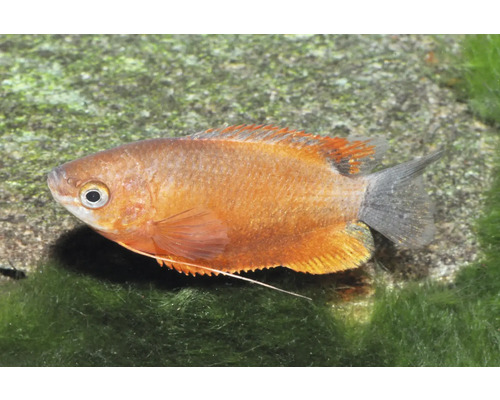 Fisch Honiggurami rot - Colisa labiosa Honiggurami, Trichogaster chuna, oranger Aquarienfisch mit fadenförmigen Bauchflossen.