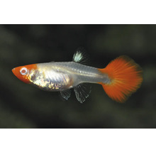Guppy Poecilia reticulata avec tête orange, corps argenté et nageoire caudale orange.