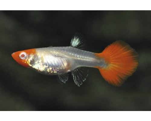 Guppy Poecilia reticulata mat orangefarbenem Kapp, sëlwerem Kierper an orangefarbener Schwanzfloss.