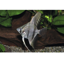 Skalar Pterophyllum scalare im Aquarium vor Wasserpflanzen und Wurzelholz.