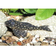 Poisson-chat d aquarium sombre à points clairs sur du gravier et des pierres à côté de plantes aquatiques.