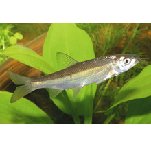 Silberne Elritze (Phoxinus phoxinus) schwimmend in einem Aquarium zwischen Wasserpflanzen.