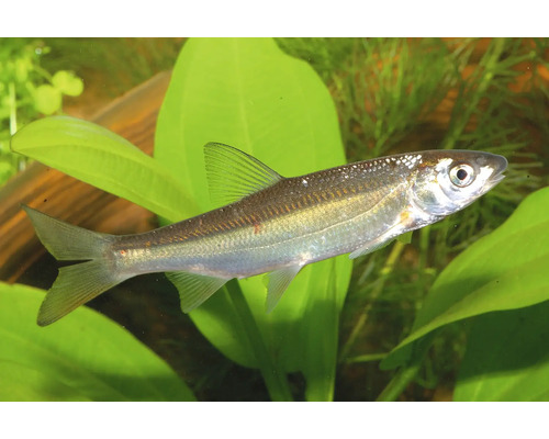Silberne Elritze (Phoxinus phoxinus) schwimmend in einem Aquarium zwischen Wasserpflanzen.