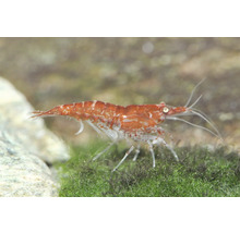 Aquariengarnele mit rot-weißem Muster auf grünem Moos.