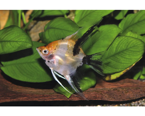Fisch Rotkopf Koi Skalar - Pterophyllum scalare Koi-Skalar (Pterophyllum scalare) mit orangefarbenen und schwarzen Flecken vor grünen Aquarienpflanzen.