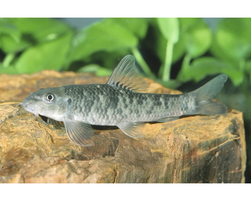 Rötliche Saugbarbe Garra rufa in einem Aquarium auf einem Stein.