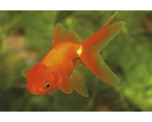 Orangefarbener Goldfisch mit charakteristischem Kopfaufsatz und langen Flossen im Aquarium.