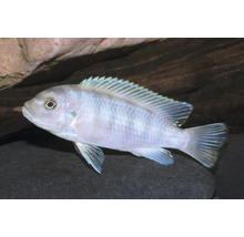 Zierfisch Malawisee-Buntbarsch Metriaclima callainos schwimmend im Aquarium.